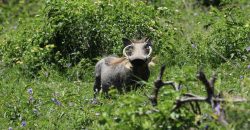 PRM068: Siyanda Lodge