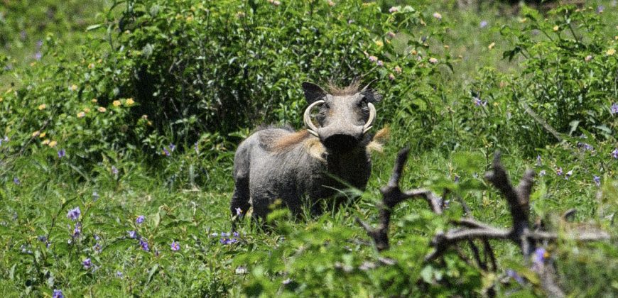 PRM068: Siyanda Lodge